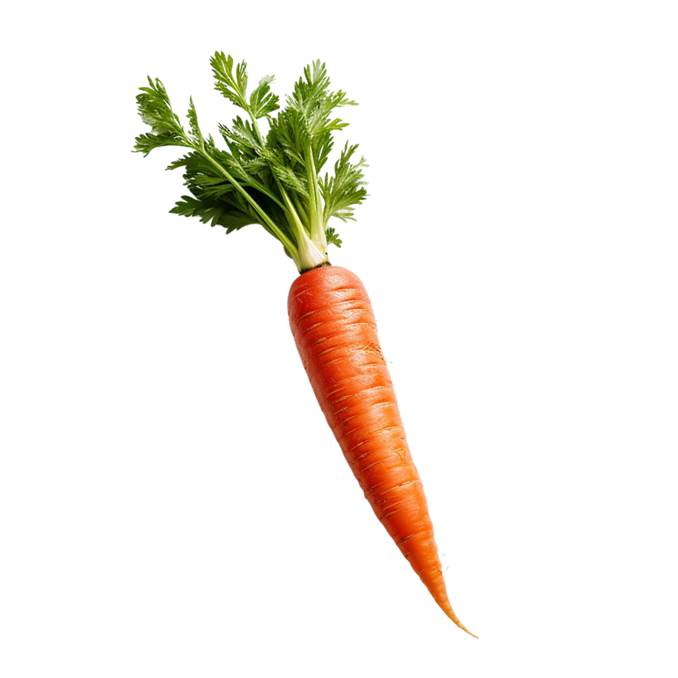 Carotte
